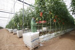 Image du Maroc Professionnelle de  Agriculture moderne au Sahara, des femmes marocaines effectuent la cueillette des tomates en grappes sous une serre dans une ferme à Dakhla. Dans cette région la production des tomates en grappes bénéficie d’un climat phénoménalement ensoleillé, tempéré et régulier, Mardi 21 Novembre 2006. Avec l'introduction des cultures sous abris serres, la région de Dakhla est devenue en très peu de temps célèbre pour ces productions de fruits et légumes destinés à l’export. (Photo / Abdeljalil Bounhar) 